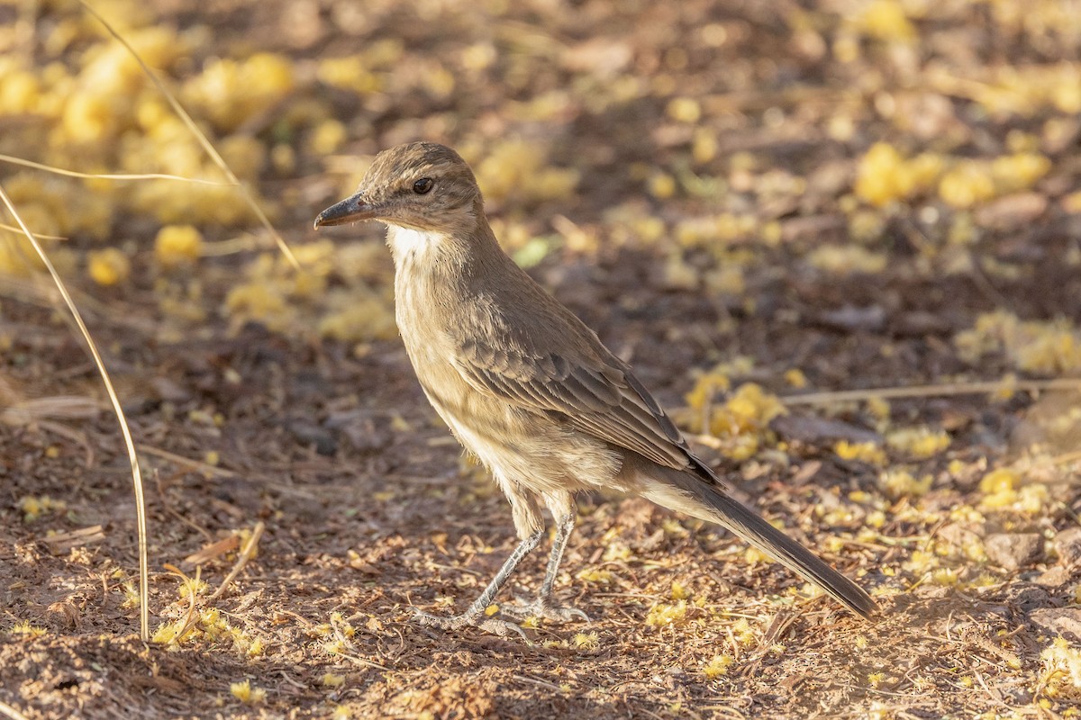 Gray-bellied Shrike-Tyrant - ML646372992
