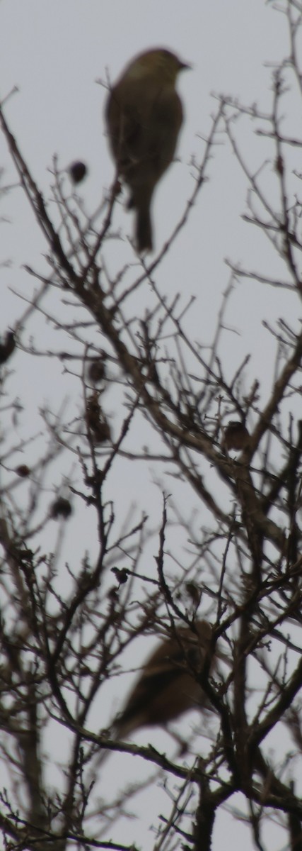 American Goldfinch - ML646372993