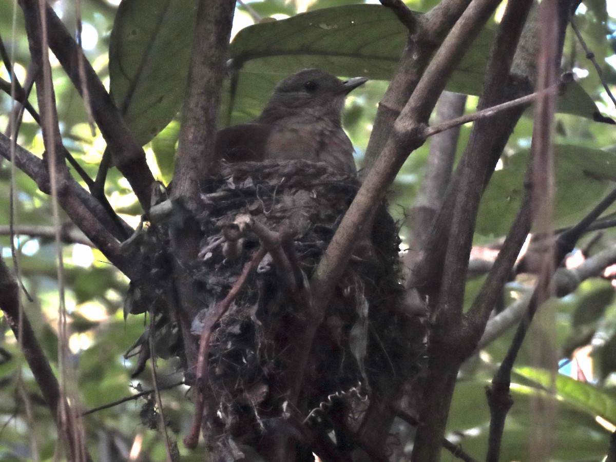 Pale-breasted Thrush - ML646372994