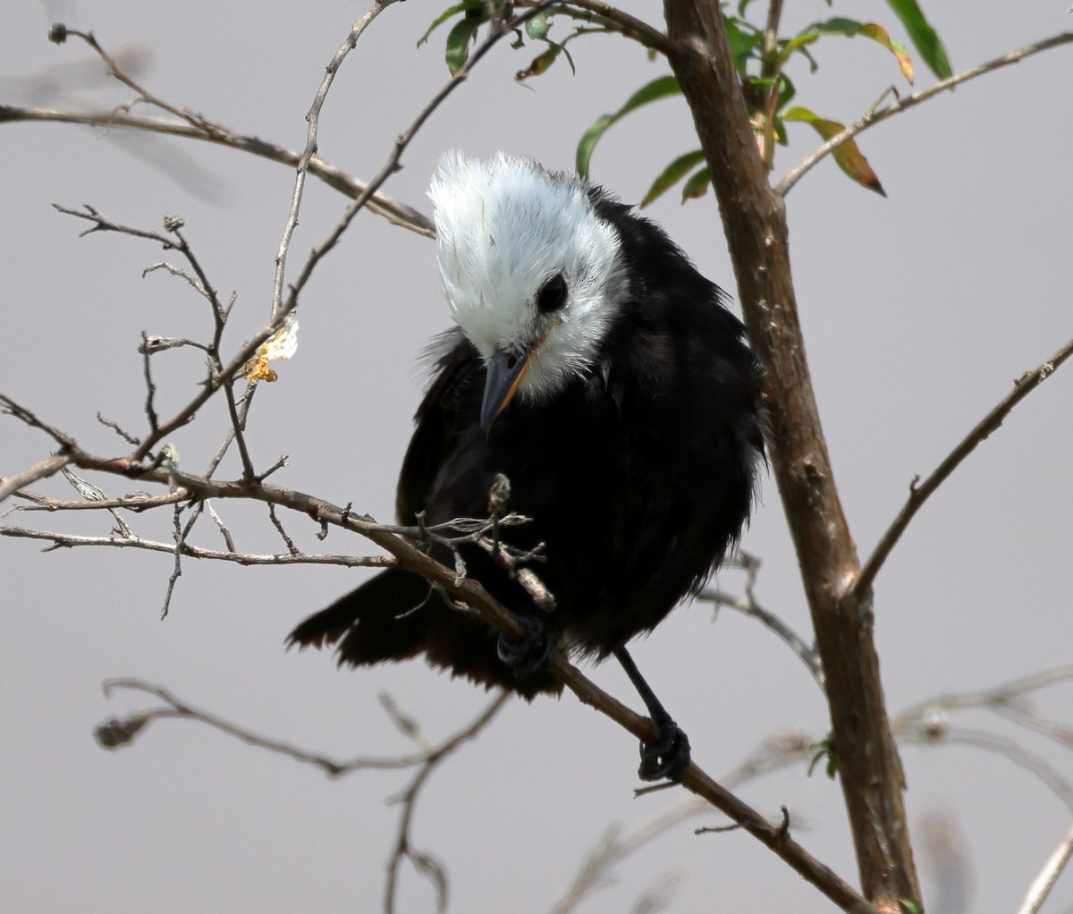 White-headed Marsh Tyrant - ML646372997