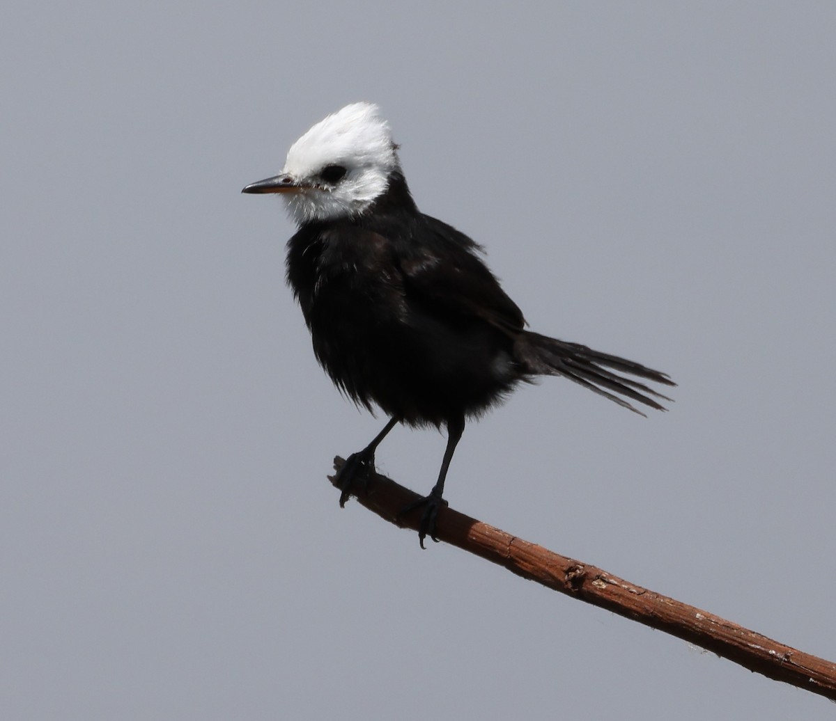 White-headed Marsh Tyrant - ML646372998
