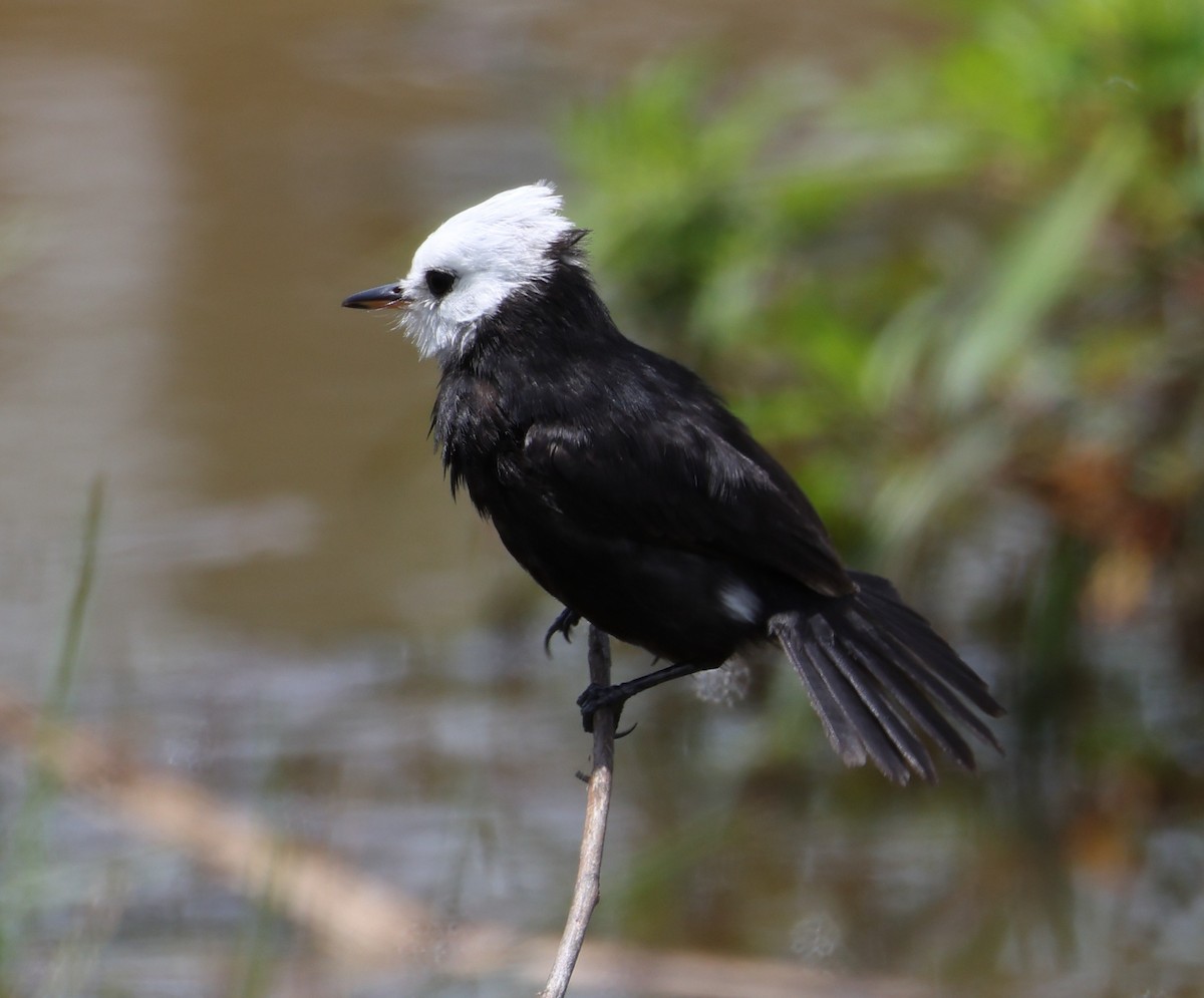 White-headed Marsh Tyrant - ML646372999