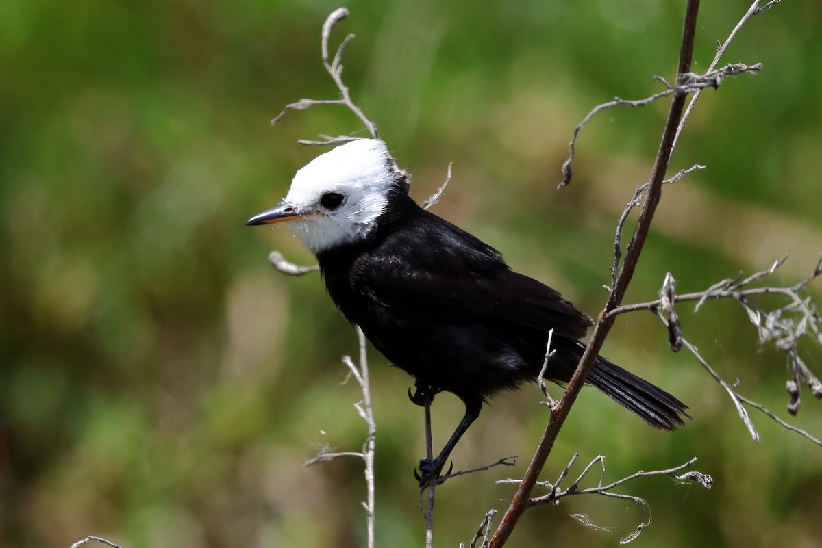 White-headed Marsh Tyrant - ML646373000