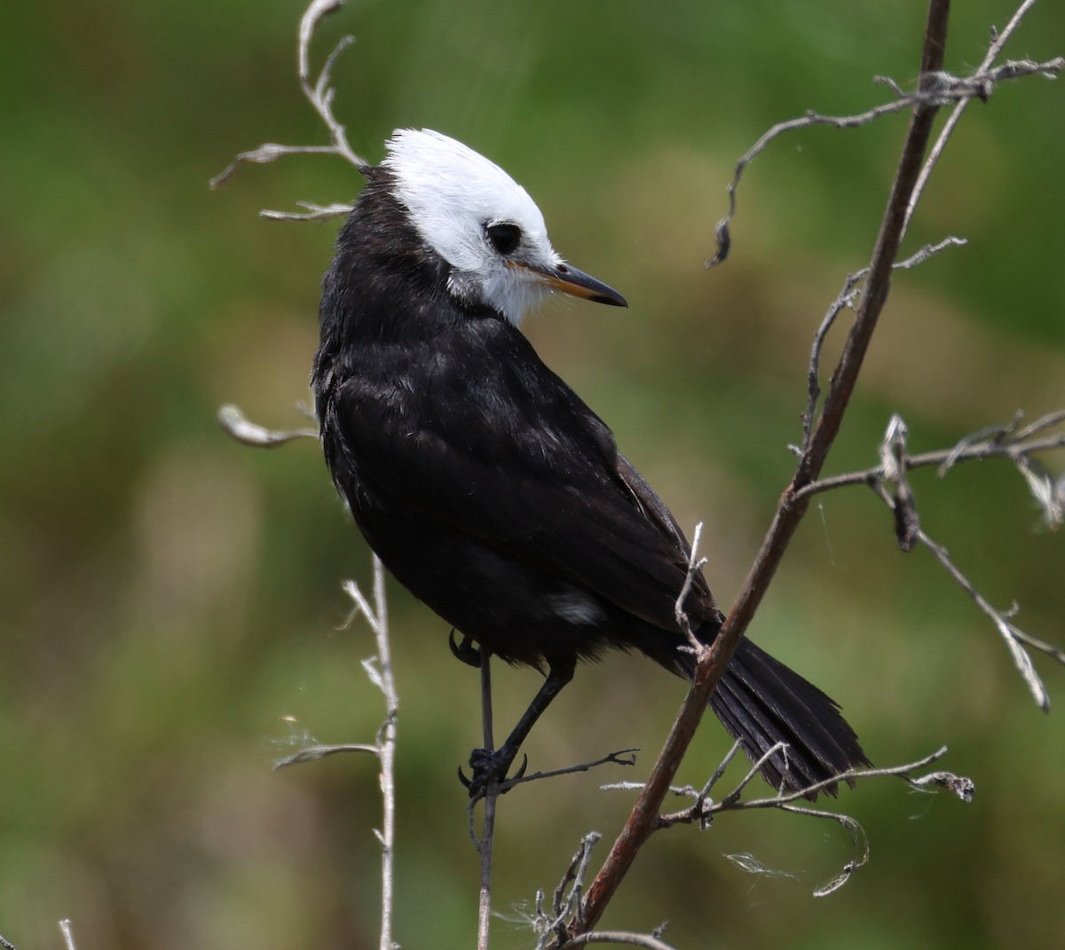 White-headed Marsh Tyrant - ML646373001