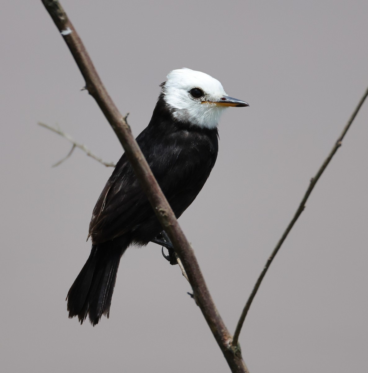 White-headed Marsh Tyrant - ML646373002