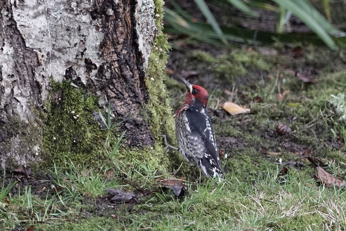 Red-breasted Sapsucker - ML646373006