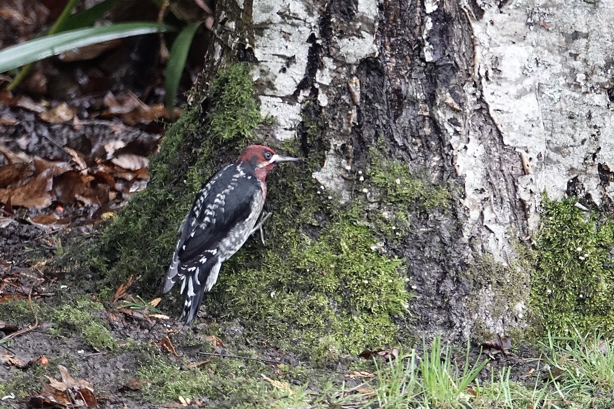 Red-breasted Sapsucker - ML646373007