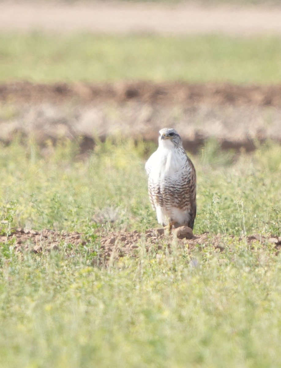 Ferruginous Hawk - ML646373012