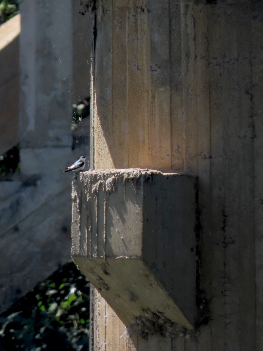 White-winged Swallow - ML646373014