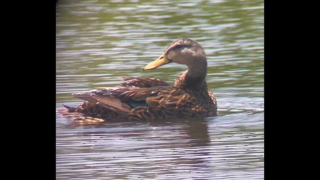 Mottled Duck (Florida) - ML646373017