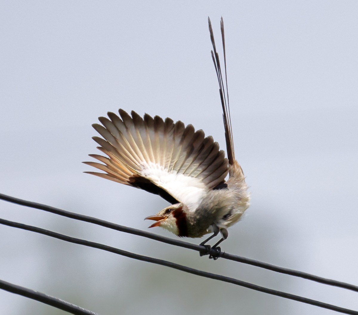 Streamer-tailed Tyrant - ML646373018