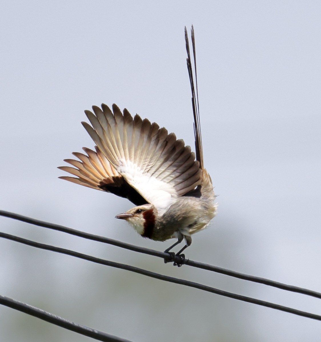 Streamer-tailed Tyrant - ML646373019