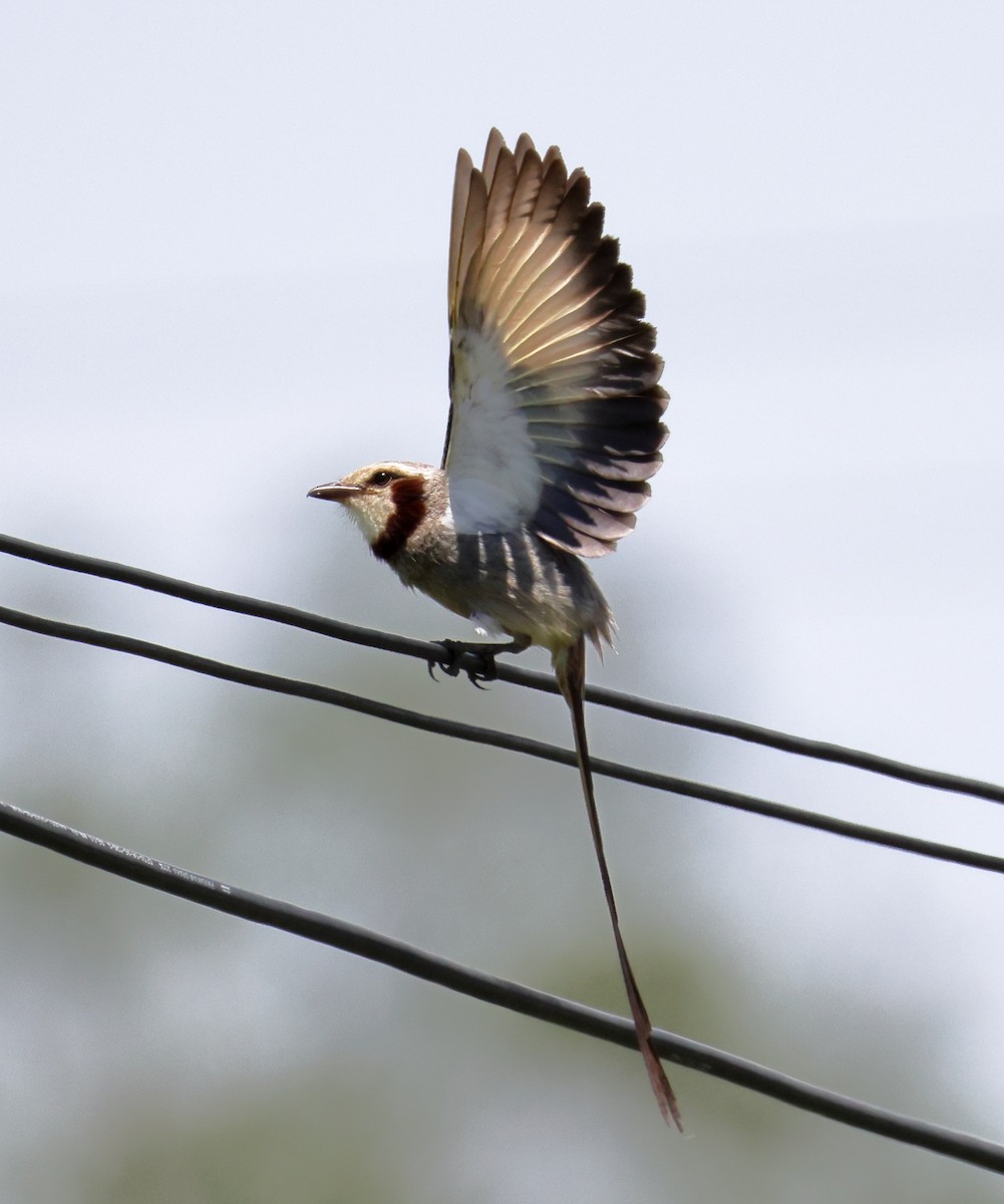 Streamer-tailed Tyrant - ML646373020