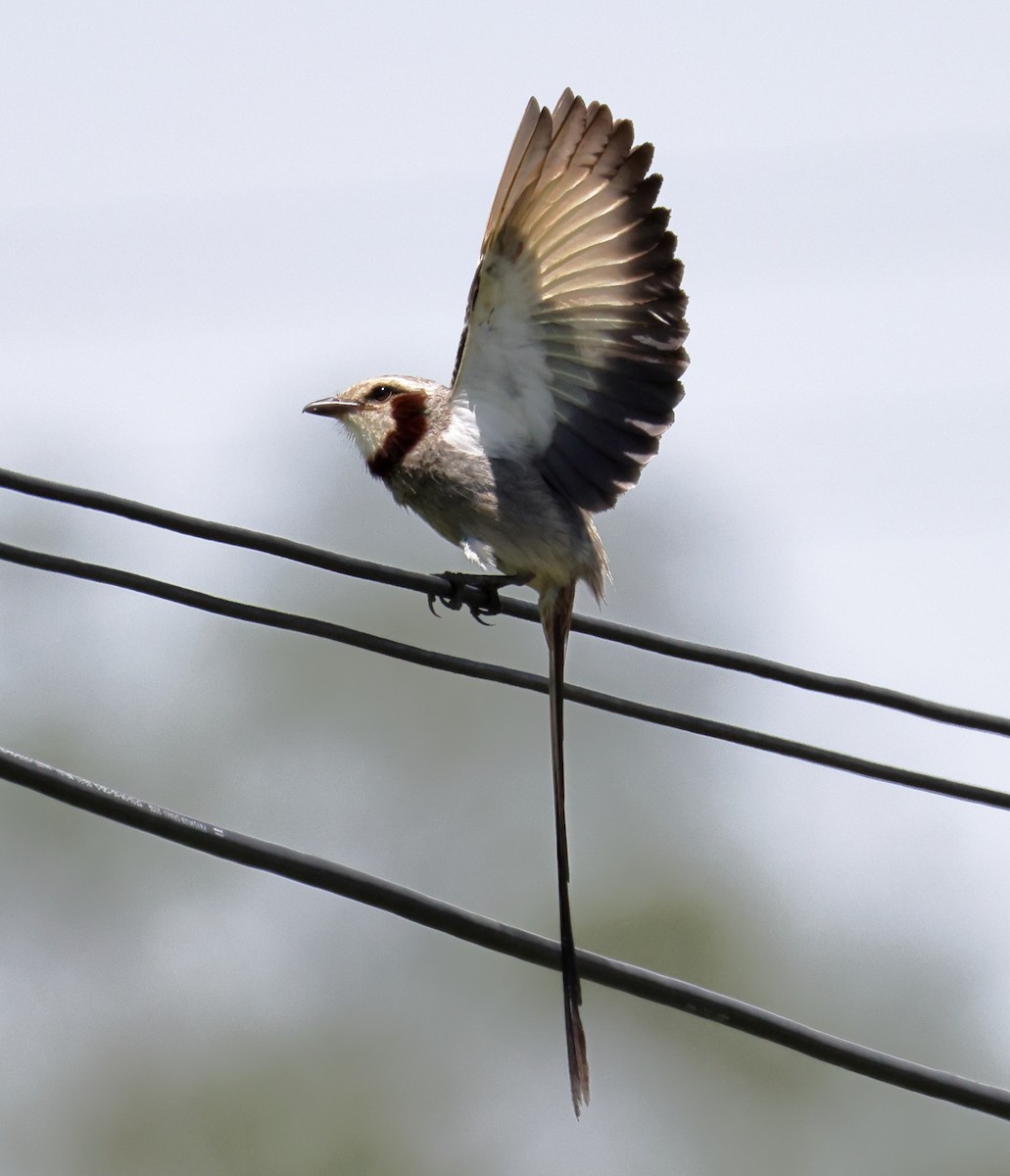 Streamer-tailed Tyrant - ML646373021