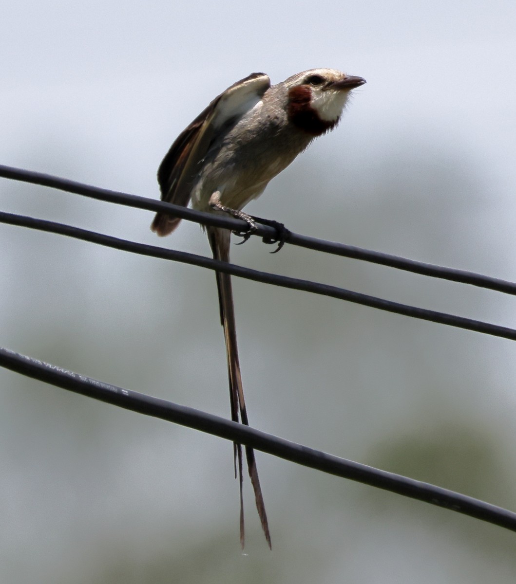 Streamer-tailed Tyrant - ML646373022