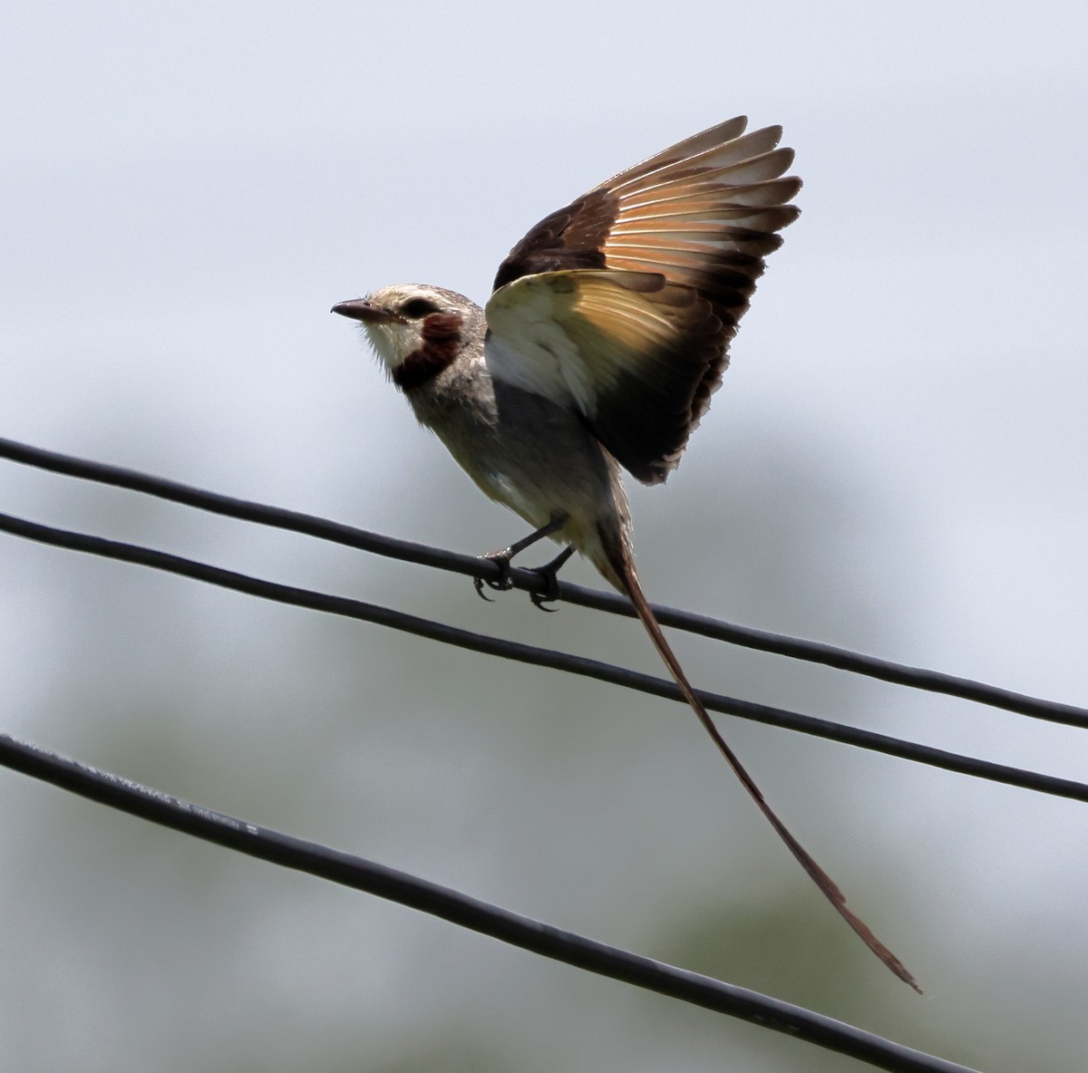 Streamer-tailed Tyrant - ML646373023