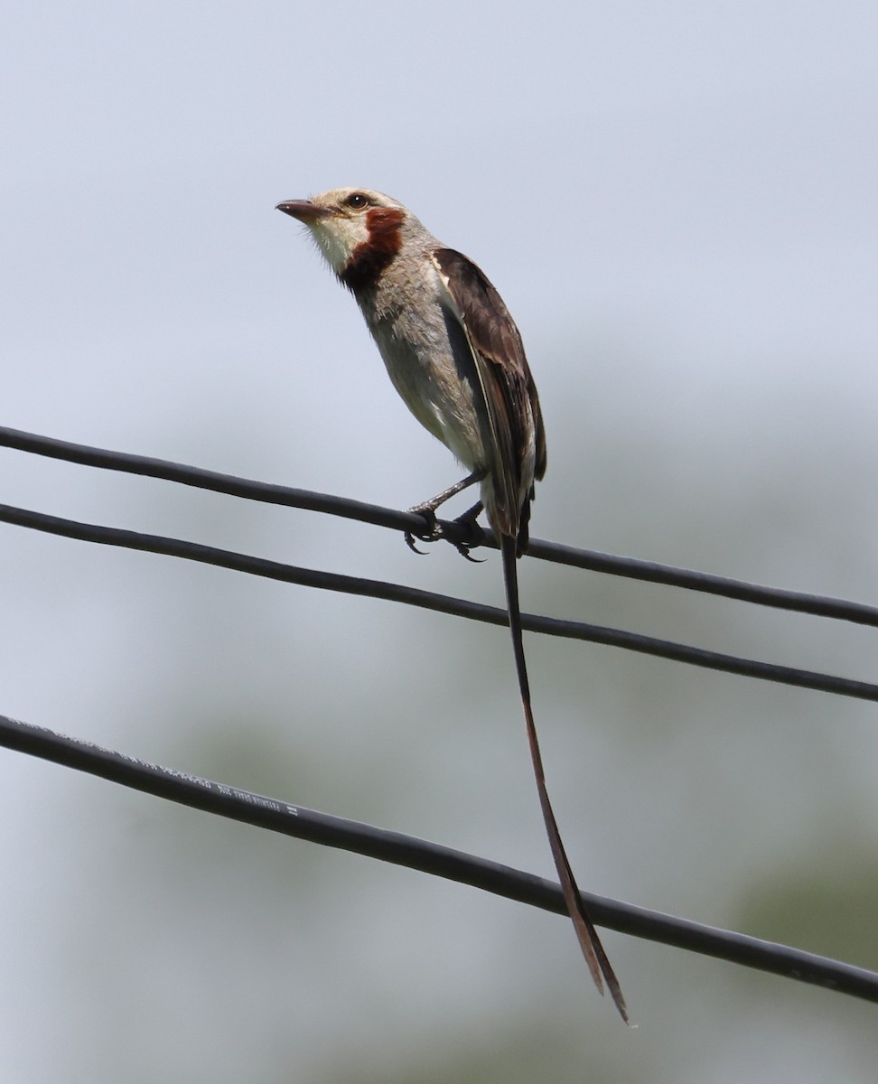 Streamer-tailed Tyrant - ML646373024