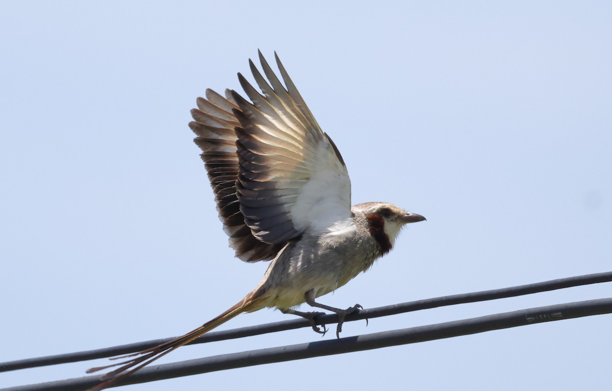 Streamer-tailed Tyrant - ML646373025