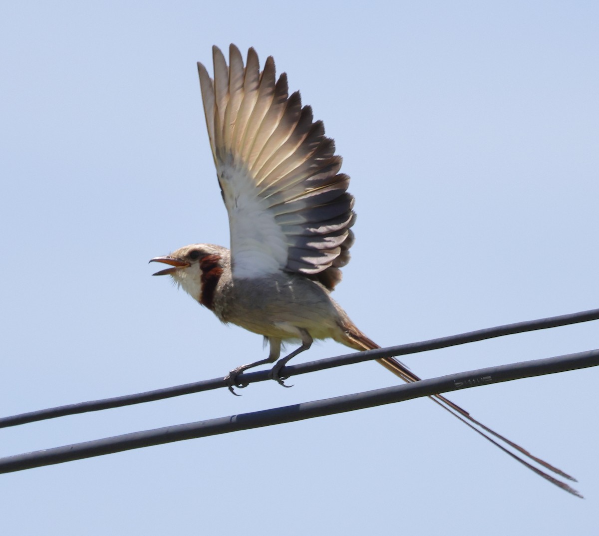 Streamer-tailed Tyrant - ML646373026