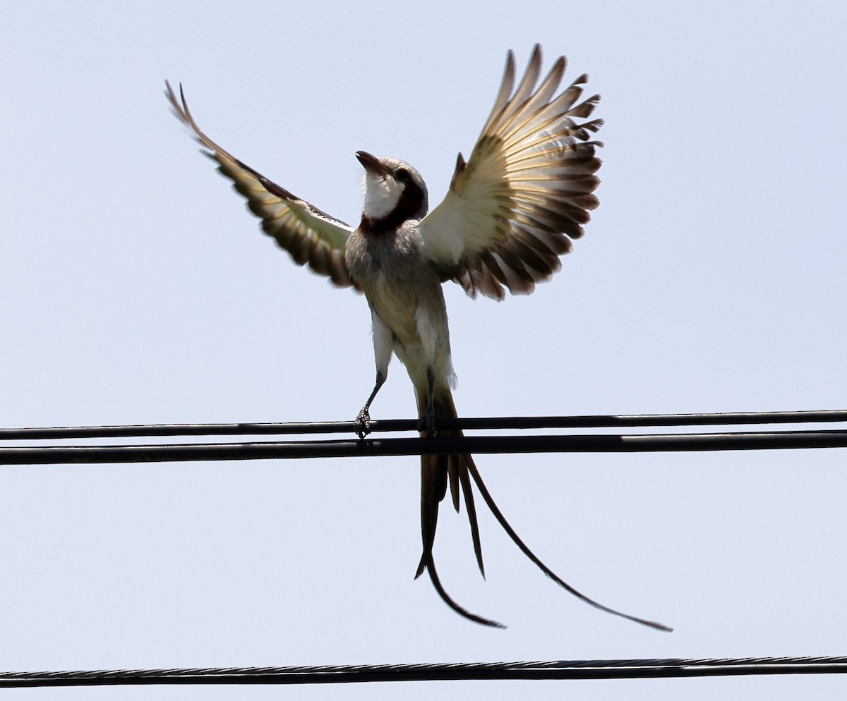 Streamer-tailed Tyrant - ML646373027