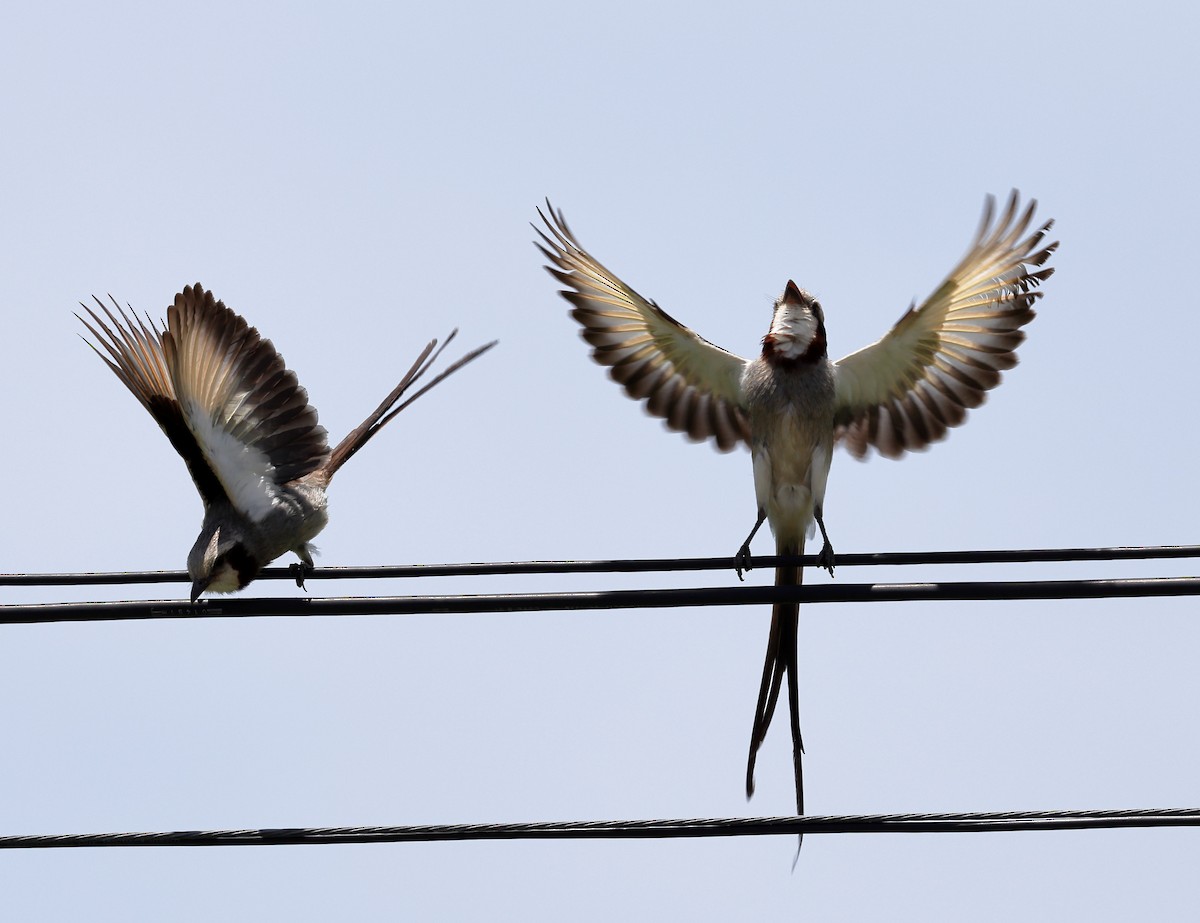 Streamer-tailed Tyrant - ML646373028