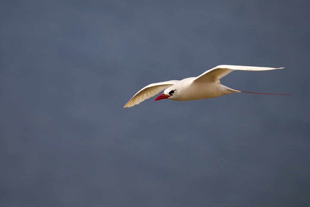 紅尾熱帶鳥 - ML646373030