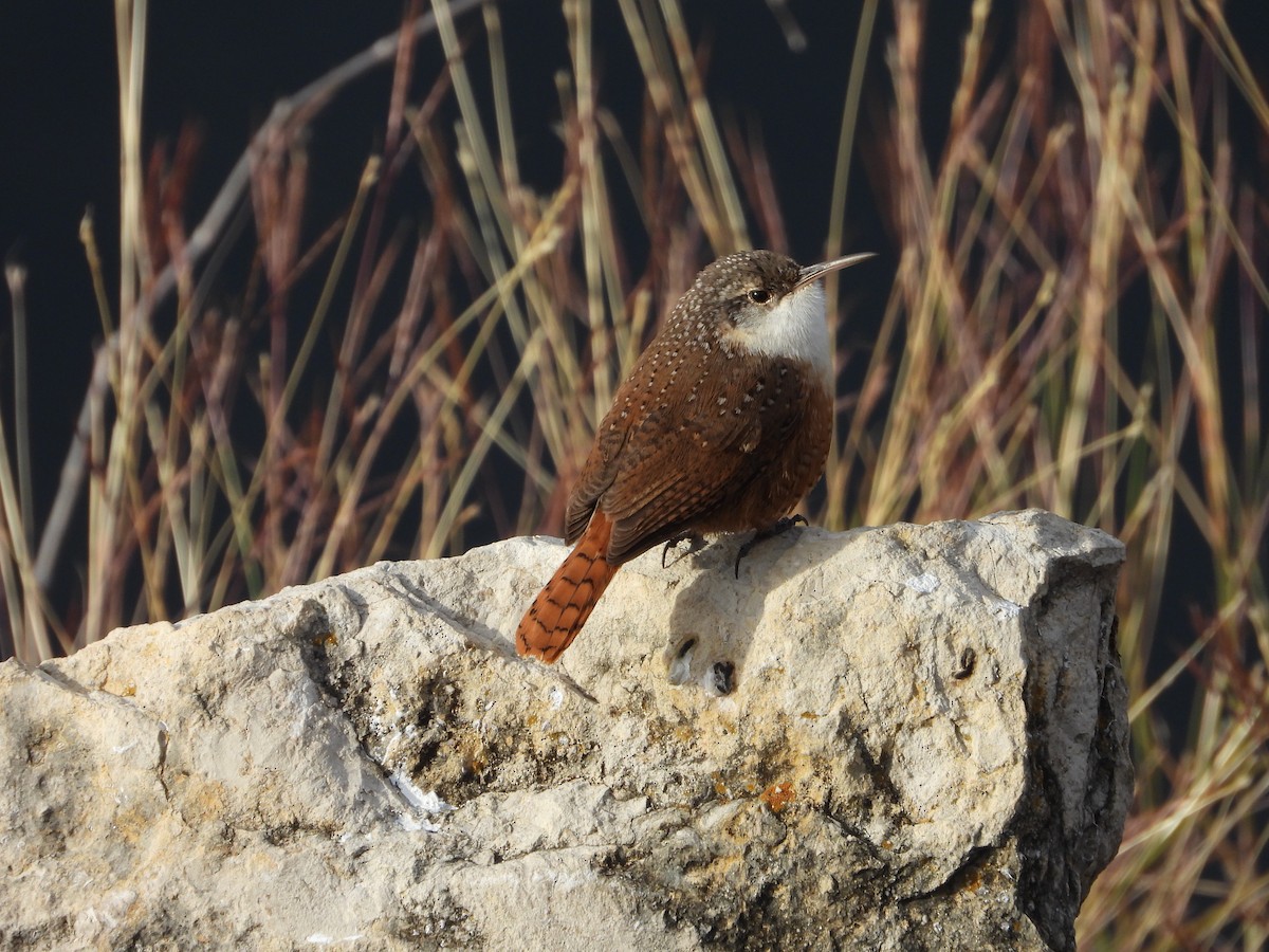 Canyon Wren - ML646373031