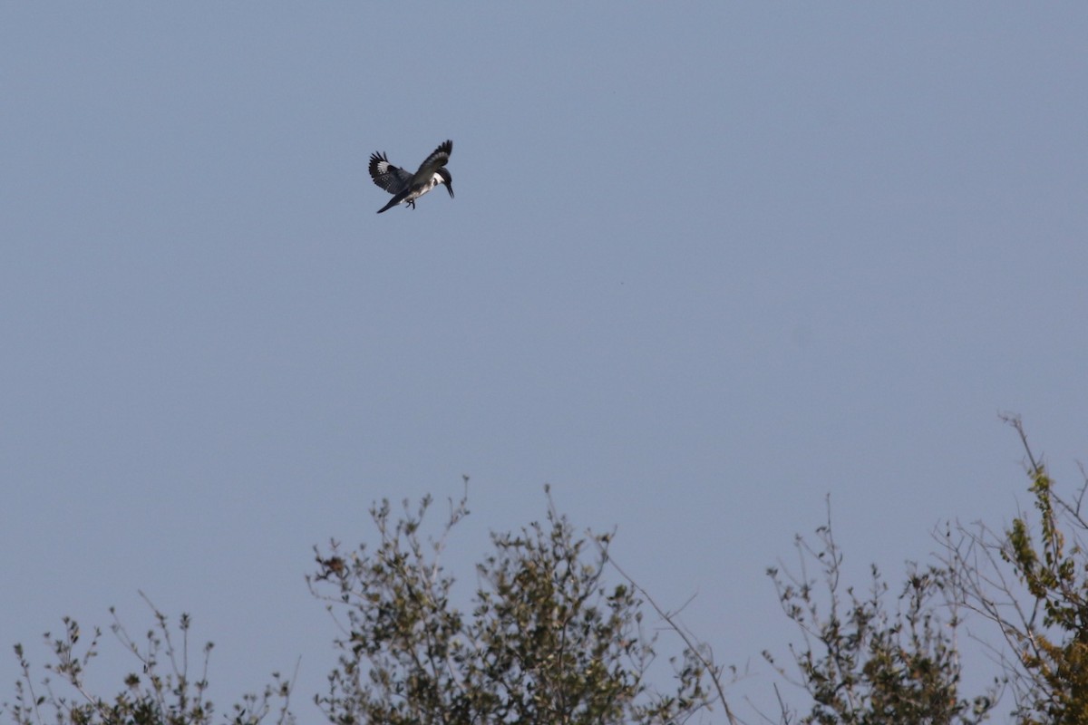 Belted Kingfisher - ML646373032