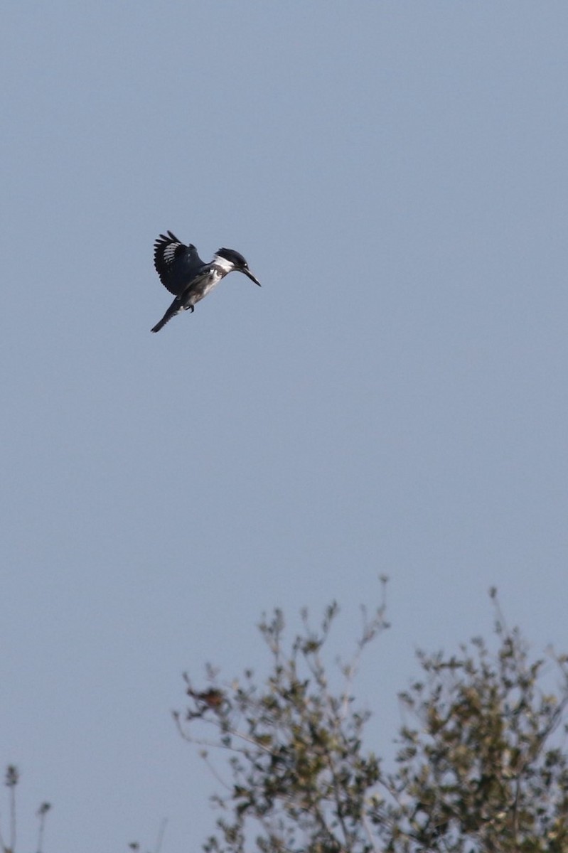 Belted Kingfisher - ML646373033