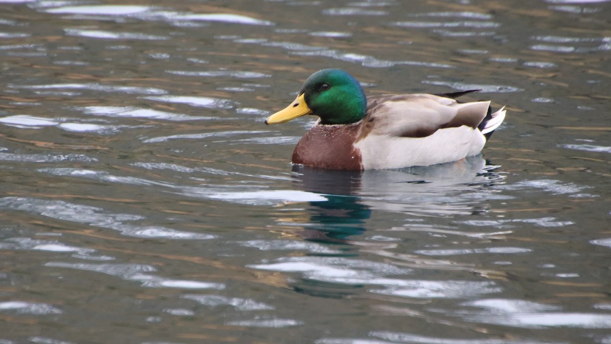 綠頭鴨 - ML646373034