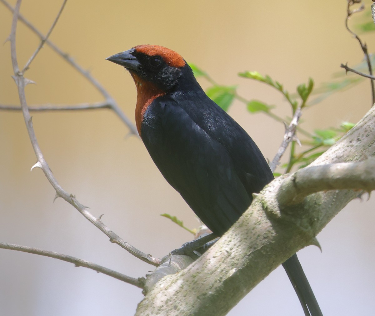 Chestnut-capped Blackbird - ML646373036
