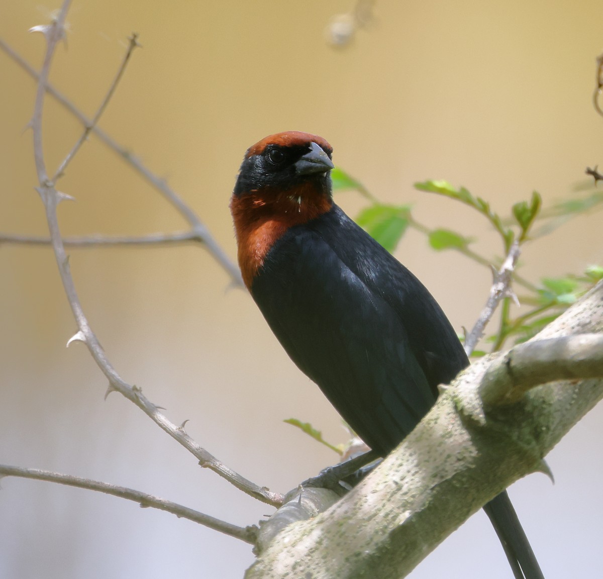 Chestnut-capped Blackbird - ML646373037