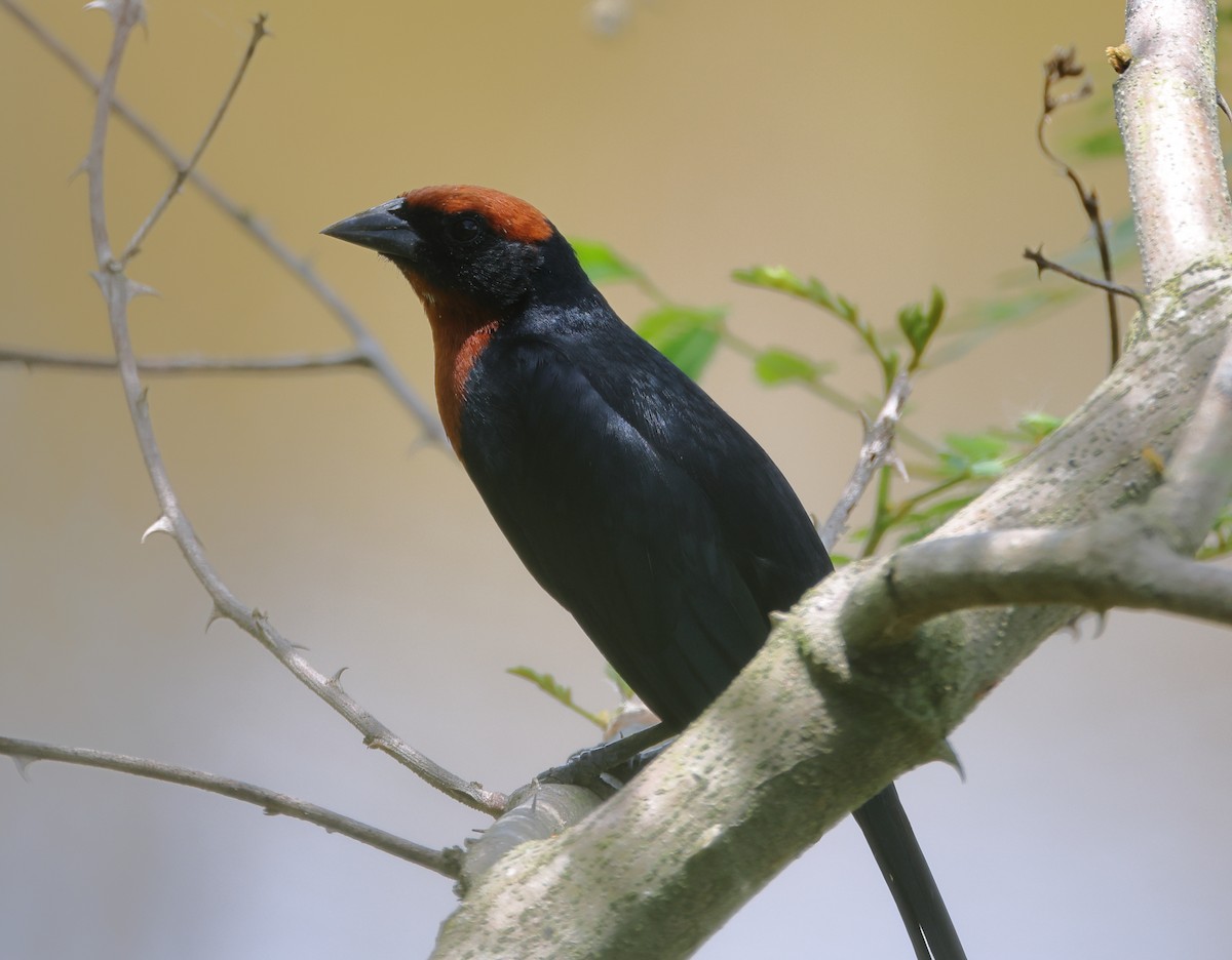 Chestnut-capped Blackbird - ML646373038