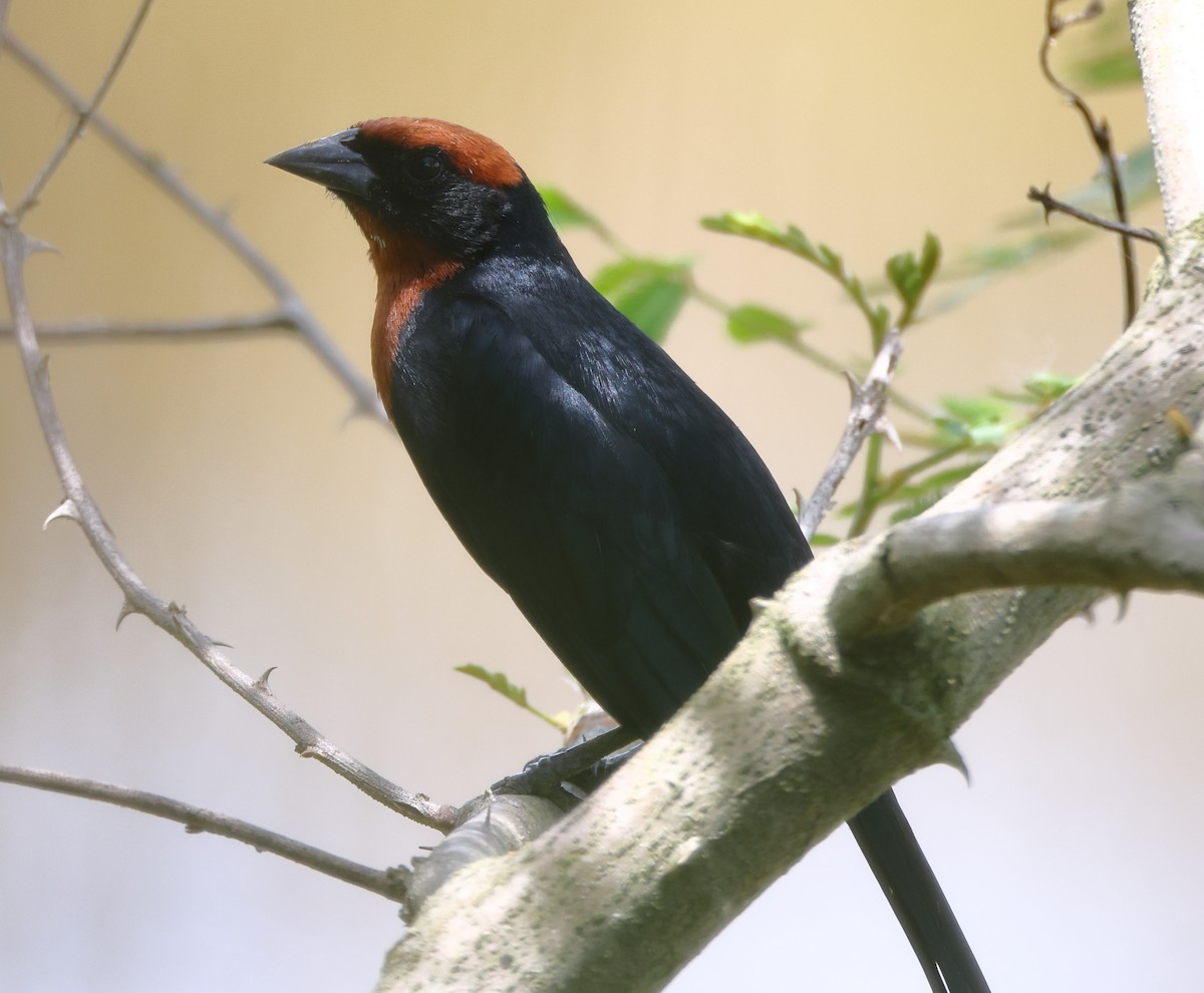 Chestnut-capped Blackbird - ML646373039