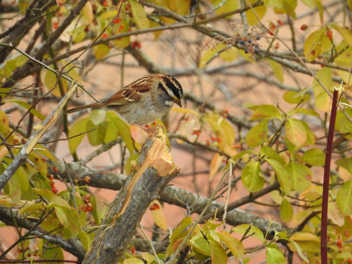 White-throated Sparrow - ML646373040