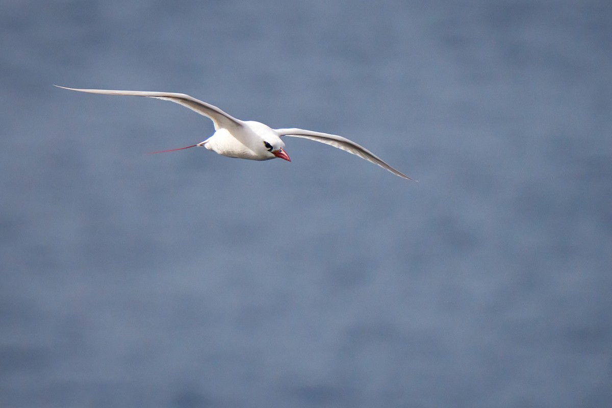 紅尾熱帶鳥 - ML646373042