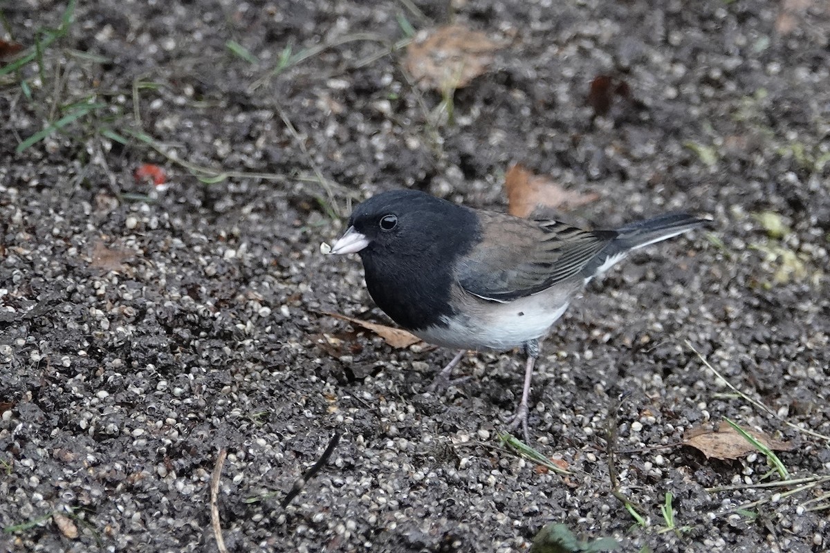 Dark-eyed Junco - ML646373043
