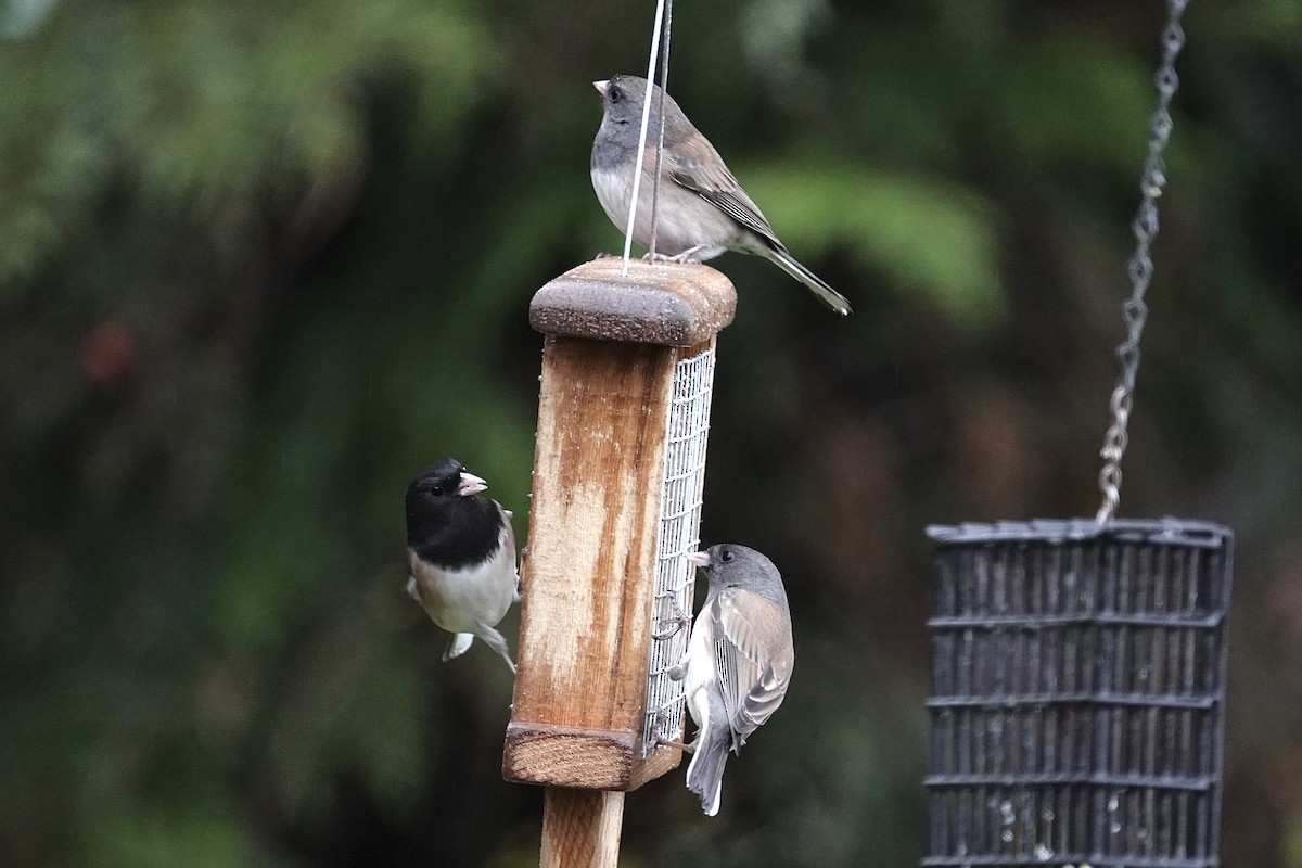 Dark-eyed Junco - ML646373044