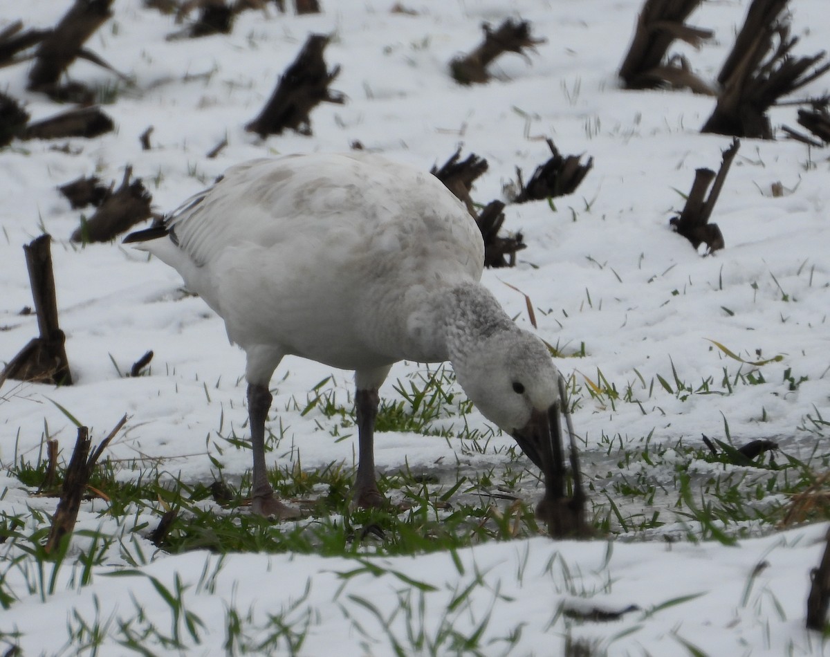 Snow Goose - ML646373045