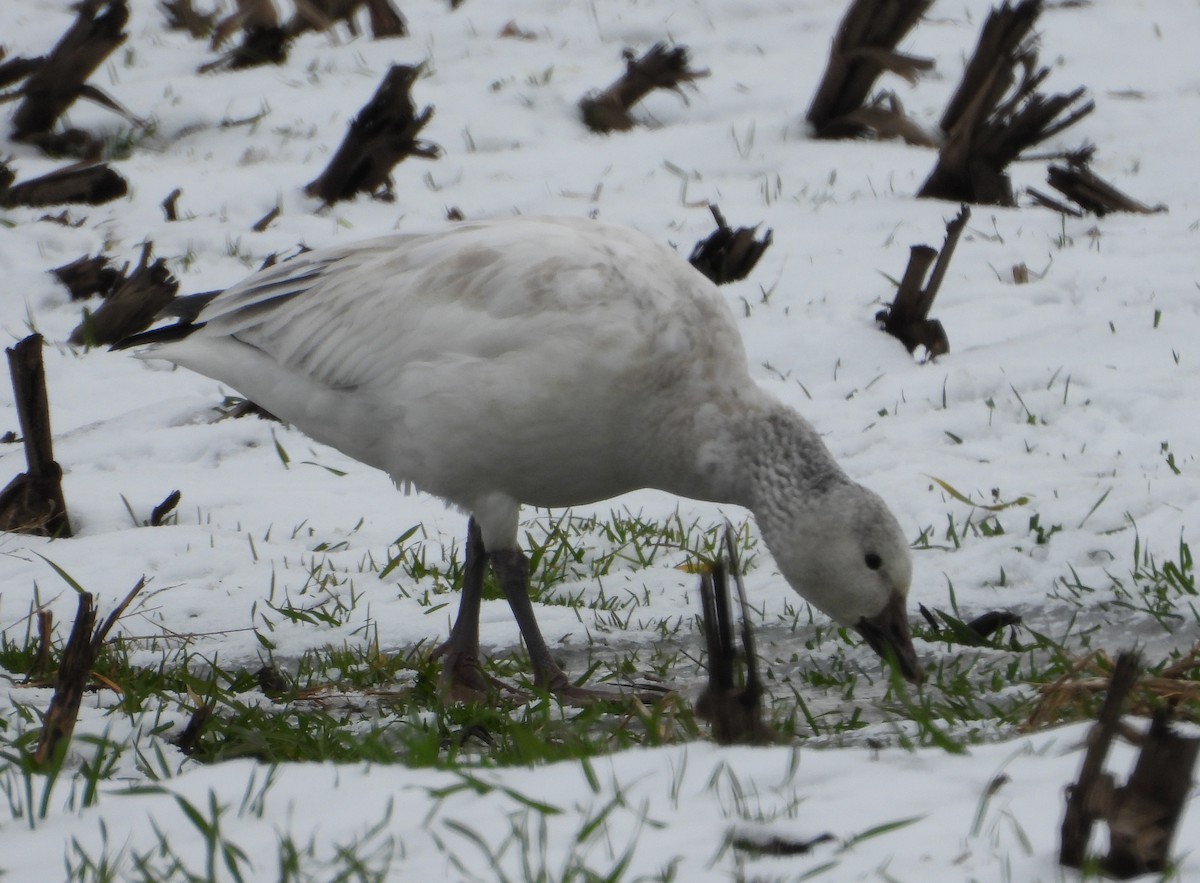 Snow Goose - ML646373046