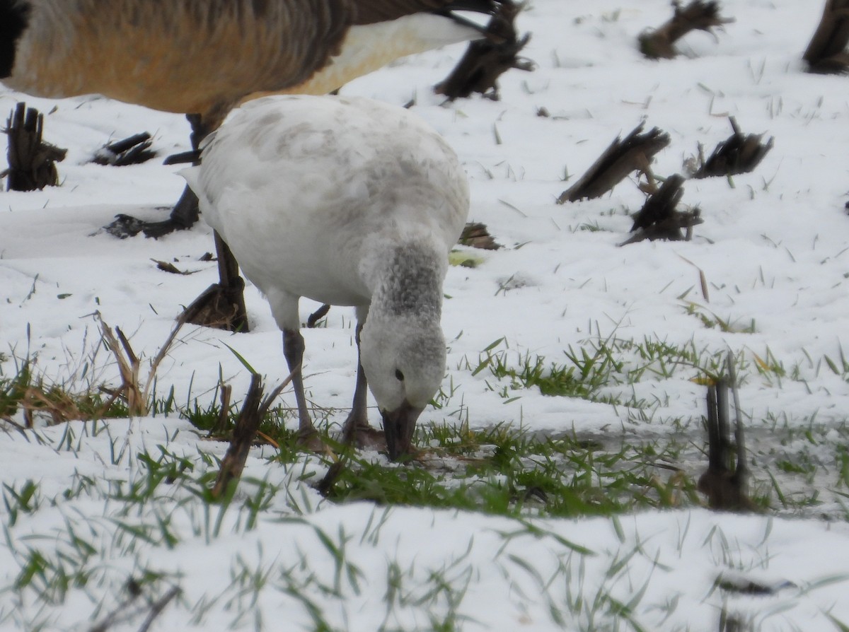 Snow Goose - ML646373047