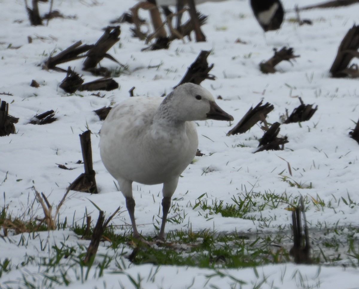 Snow Goose - ML646373048