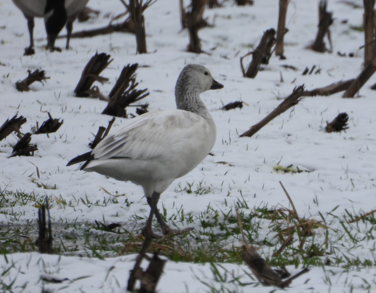 Snow Goose - ML646373049
