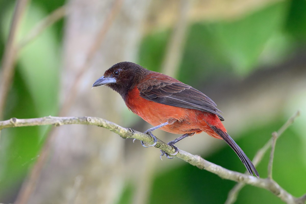Crimson-backed Tanager - ML646373051