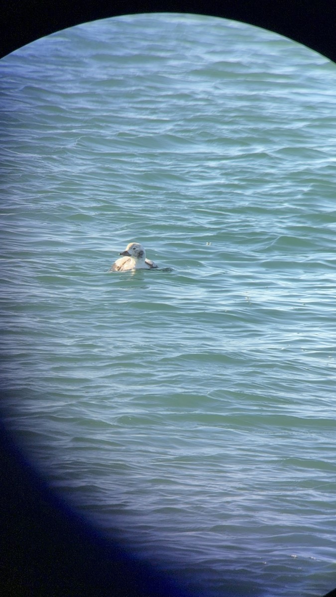 Long-tailed Duck - ML646373052