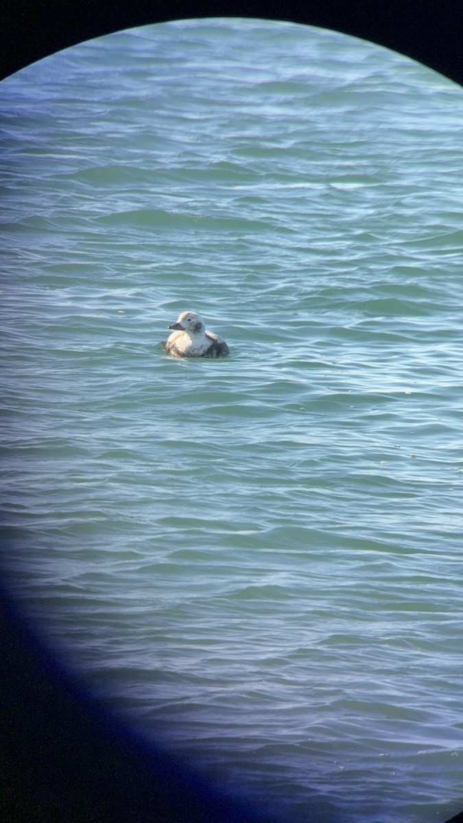 Long-tailed Duck - ML646373053