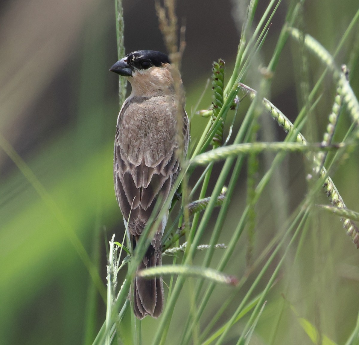 Copper Seedeater - ML646373054