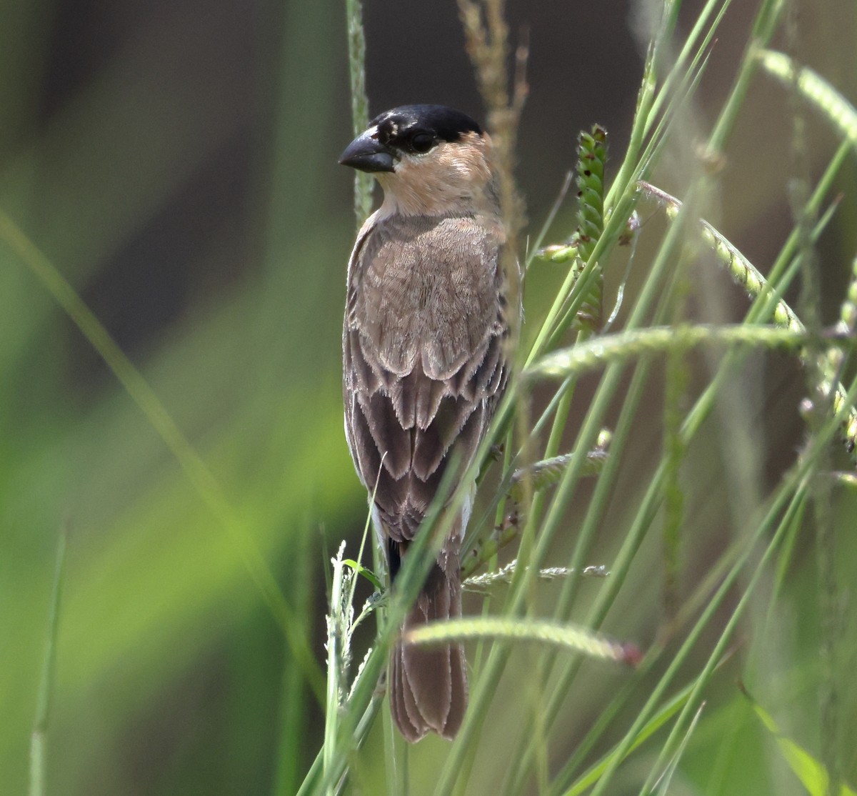 Copper Seedeater - ML646373055