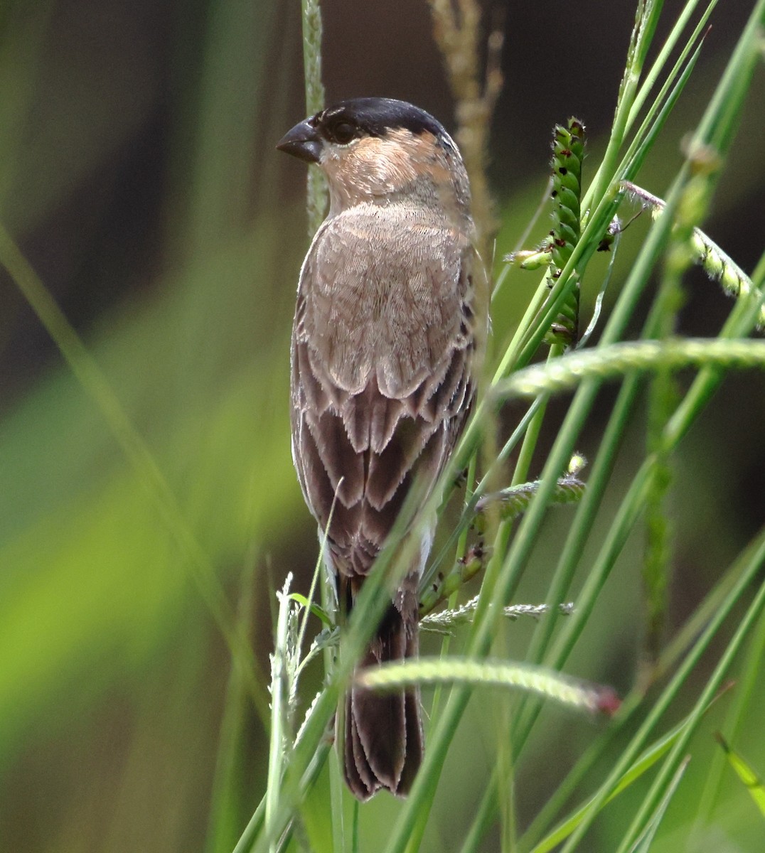 Copper Seedeater - ML646373056