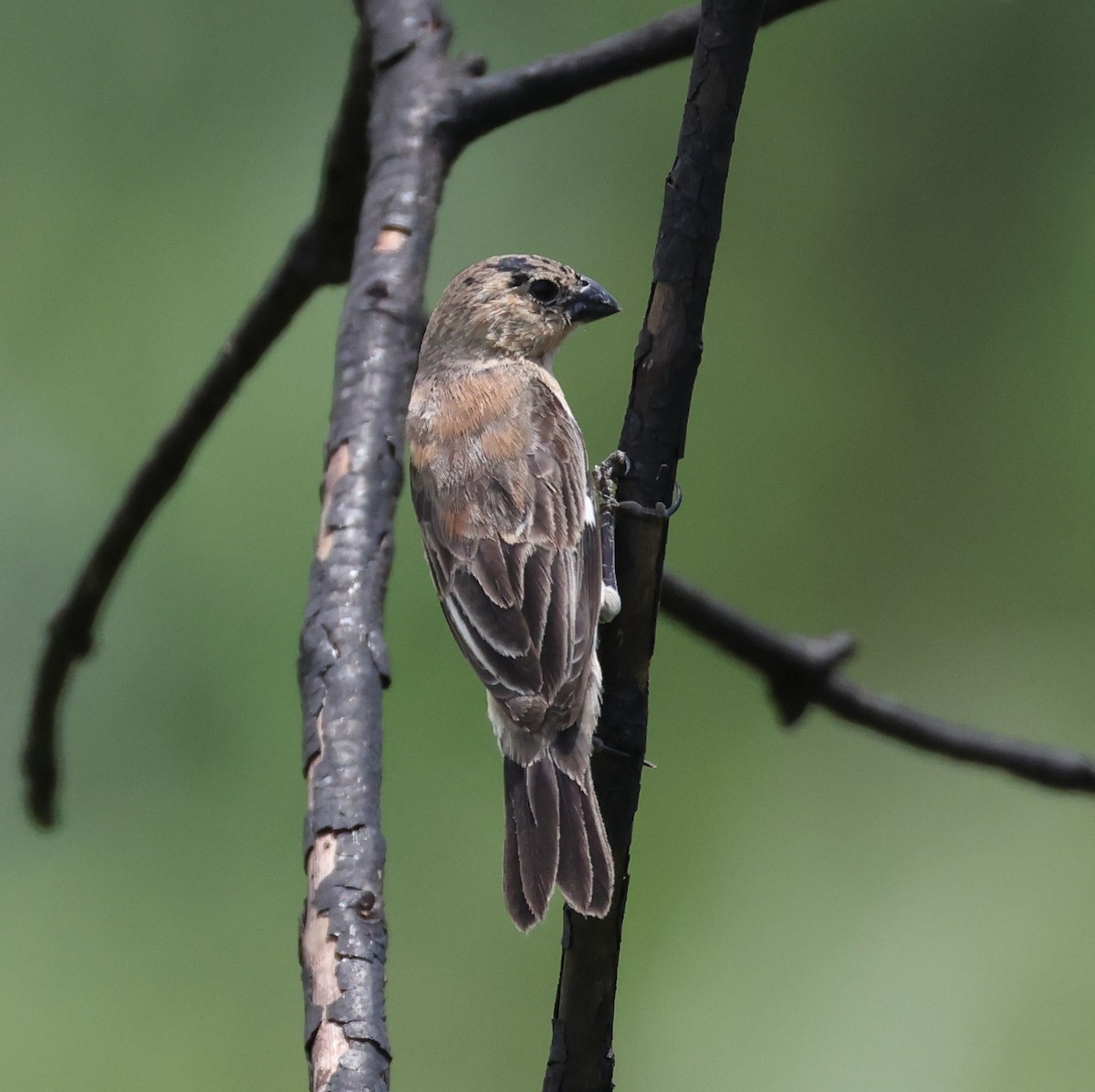 Copper Seedeater - ML646373057